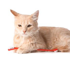 Cute cat with tooth brush on white background