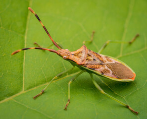 Macrophotography of a Box bug - Gonocerus acuteangulatus.