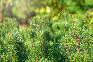 Young green pine trees in sunset light with blured background, coniferous forest.