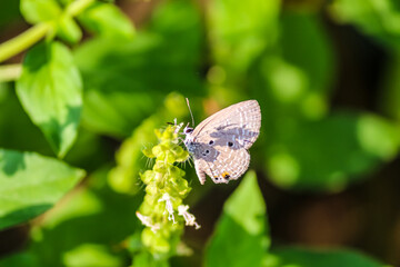 closeup of a beautiful butterfly  stinking on a leaf surrounded by foliage