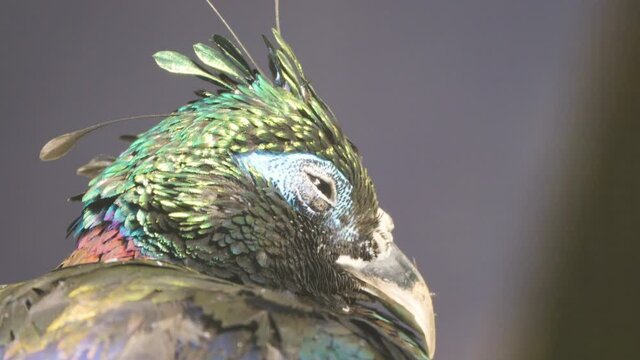 The closer look of the himalayan monal bird