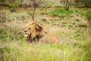 African Male Lion in a South African Game Reserve