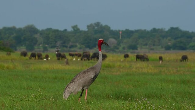 Eastern Sarus Crane, Antigone antigone sharpii; foraging on grass while the Water Buffalos are grazing also on grass at the background with some Egrets, trees and a water tank at the background.