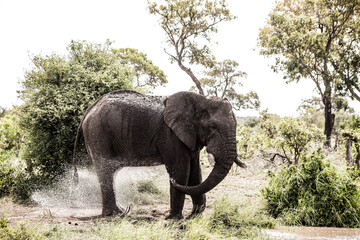 Adult African Elephant at a watering hole in a South African game reserve
