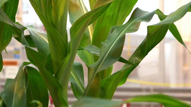 Close Up On Healthy Green Dew Covered Corn Leaves.