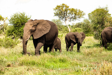 Fototapeta na wymiar Herd of African Elephants in a South African game reserve