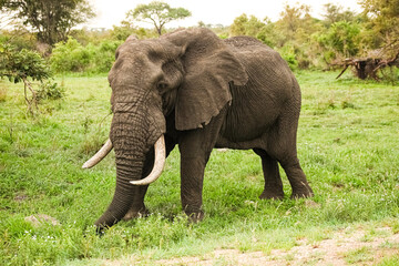 Fototapeta na wymiar Adult African Elephants in a South African game reserve