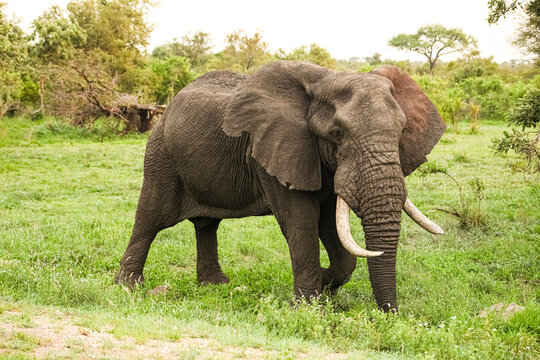 Adult African Elephants in a South African game reserve