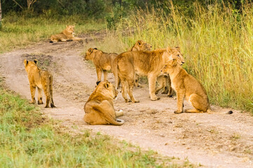 Fototapeta na wymiar Pride of African Lions on a dirt road in a Game Reserve