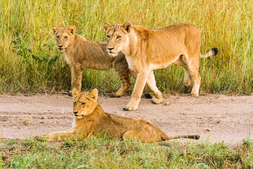 Pride of African Lions on a dirt road in a Game Reserve