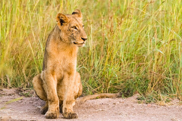 African Lion cub on a dirt road in a South African Game Reserve