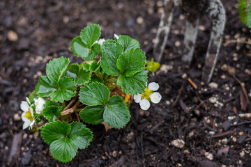 close up of a gardening fork and a freshly planted strawberry bush