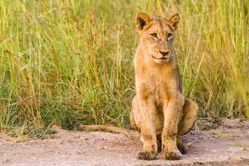 African Lion cub on a dirt road in a South African Game Reserve