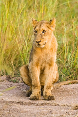 African Lion cub on a dirt road in a South African Game Reserve