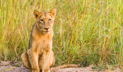 African Lion cub on a dirt road in a South African Game Reserve