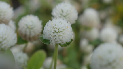 可愛い花