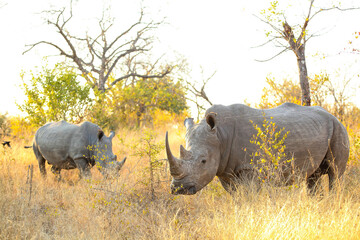 Obraz premium African White Rhino in a South African Game Reserve