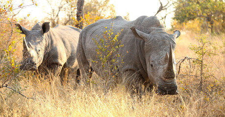 African White Rhino in a South African Game Reserve © Sunshine Seeds