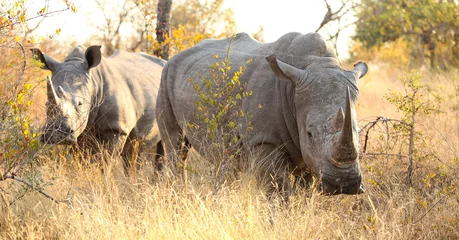 Foto auf Acrylglas African White Rhino in a South African Game Reserve © Sunshine Seeds