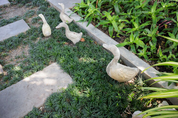 Tropical garden plants in summer