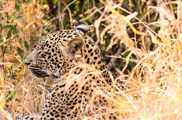 African Leopard lying in long grass