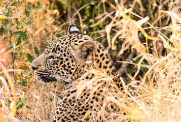 African Leopard lying in long grass