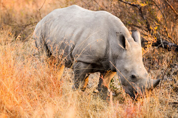 Baby African White Rhino in a South African Game Reserve