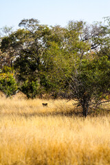 African Lions ears sticking out of long grass in a wildlife reserve