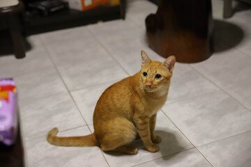 The cat is cute and kind to look at to enjoy