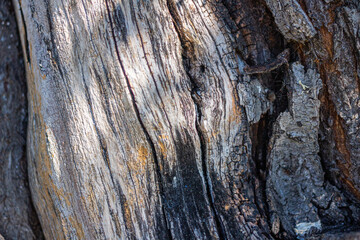the structure of the bark of an old dead tree