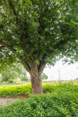 Fototapeta na wymiar Strong tamarind tree base full of green in winter