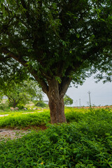 Fototapeta na wymiar Strong tamarind tree base full of green