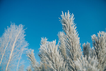 frozen pine branch close-up. frost on plants. winter landscape: snow in nature. Needles in frost. Christmas tree