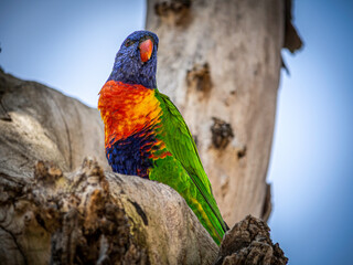 Rainbow Lorikeet Head Up