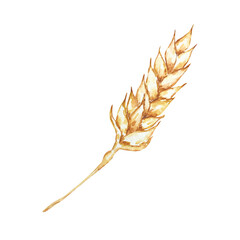 Watercolor spikelets of rye product illustration, wheat ear