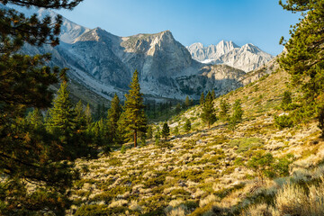 Pine trees in stunning valley below granite cliffs