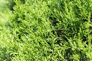 green grass background