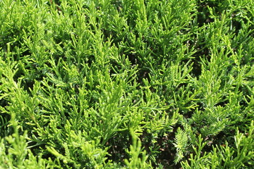 green grass background