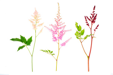 Colorful flowers and leaves of Astilbe. Photo