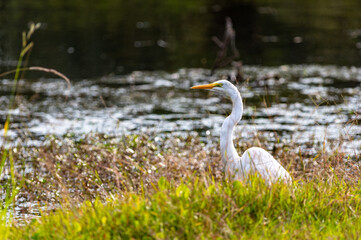 Great Egret in Tall Grass Looking Left with Curved Neck