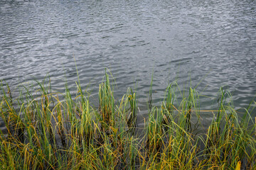 Bank overgrown with grass, close-up. Reeds on the river. Green grass in grey water. Silting up the bottom of lake. Natural background.