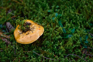 Edible mushroom with light brown cap in wet forest, close-up. On the top of mushroom green moss. Soft focus, blurry background, copy space.