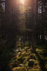 Forest landscape in summer sunny morning. Dense forest with green grass and moss. Picturesque siberian taiga scene.