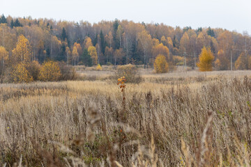 Autumn meadow with dry  grass,  yellow trees in cloudy day