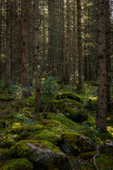 Fototapeta premium Beautiful forest landscape on sunny summer morning. The ground covered with green moss. Vertical image, natural background.