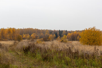 Autumn meadow with dry  grass,  yellow trees in cloudy day