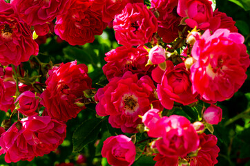 Floral background, decorative texture of flowers and pink rose