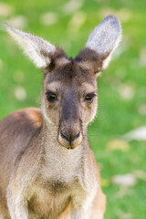 Kangaroo portrait. Perth, Western Australia,  Australia.