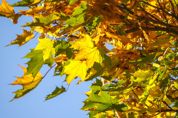 Maple branches with green and yellow leaves in autumn, in the light of sunset.