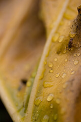 autumn leaf with fly